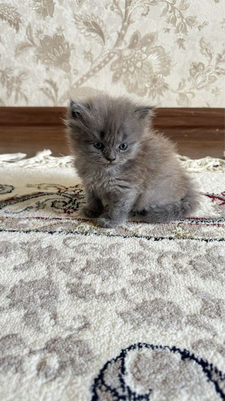Британские котята Британские котята
