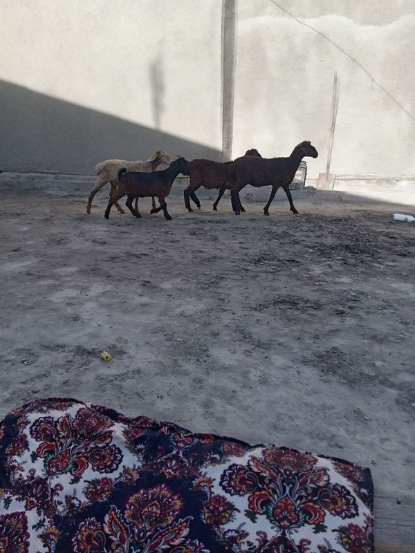 Quychala sotiladi