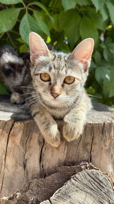 Кошечка(полубенгал)