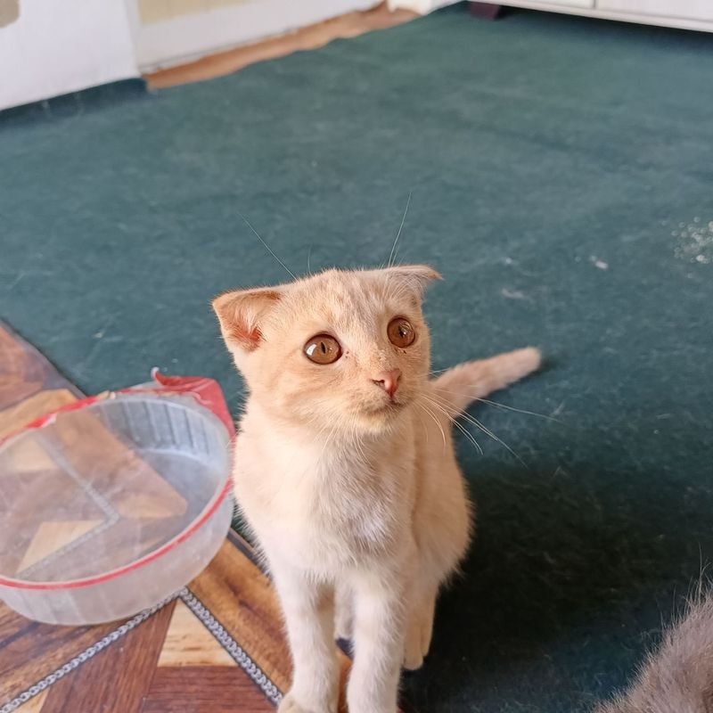 Продам кошек в хорошие руки