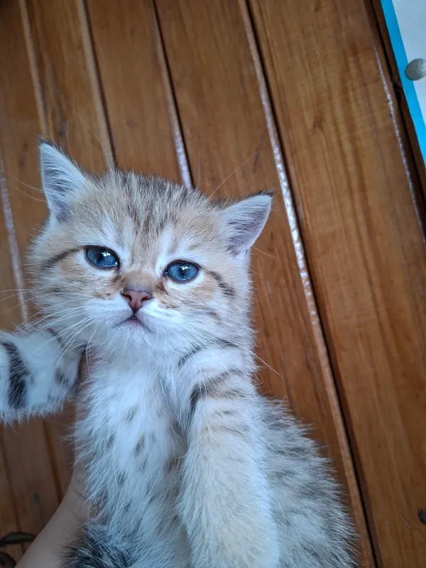 Tigro'vniy shinshilla