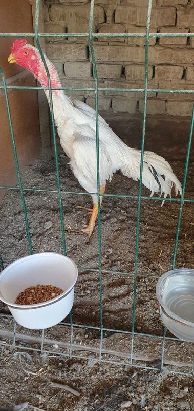 Shamo juja xo'roz