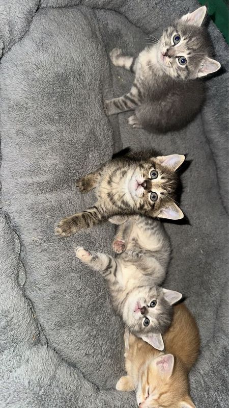 Милые котят хорошым людам Милые котят хорошым людам