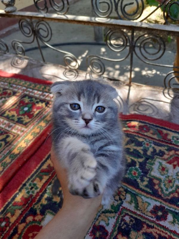 2oylik mushuk sotiladi parodniy sop soglom top toza 2oylik mushuk sotiladi parodniy sop soglom top toza