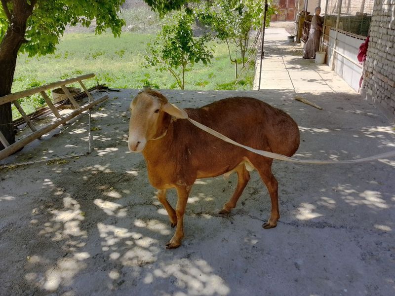 Toza zotli qo'chqor Toza zotli qo'chqor