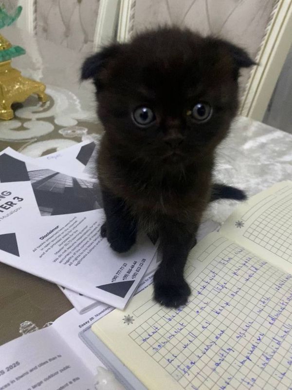 Породистые котята — домашние, ухоженные.