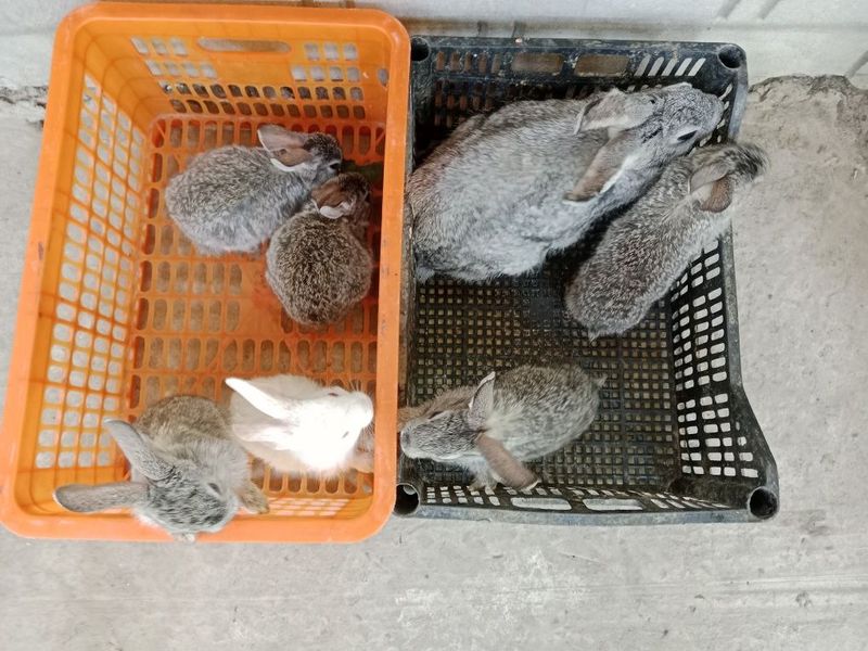 Ona quyon sotiladi 6 ta bolasi bilan Ona quyon sotiladi 6 ta bolasi bilan