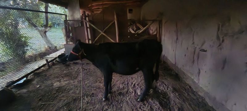 Gʻunojin sotiladi zotli toza mol Gʻunojin sotiladi zotli toza mol