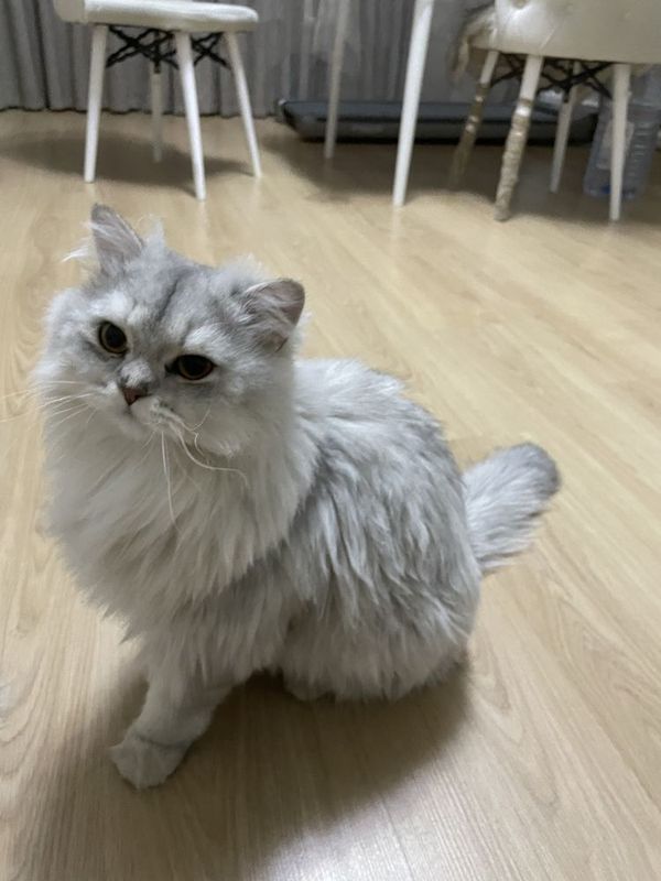 Продажа британские кошки