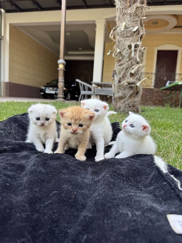 Котята Скоттиш фолд шишила Котята Скоттиш фолд шишила