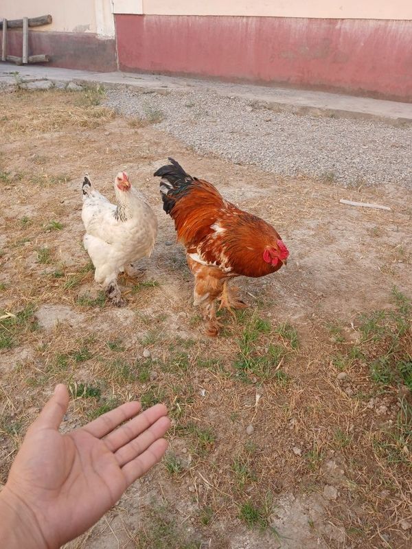 Brama para sotiladi Brama para sotiladi