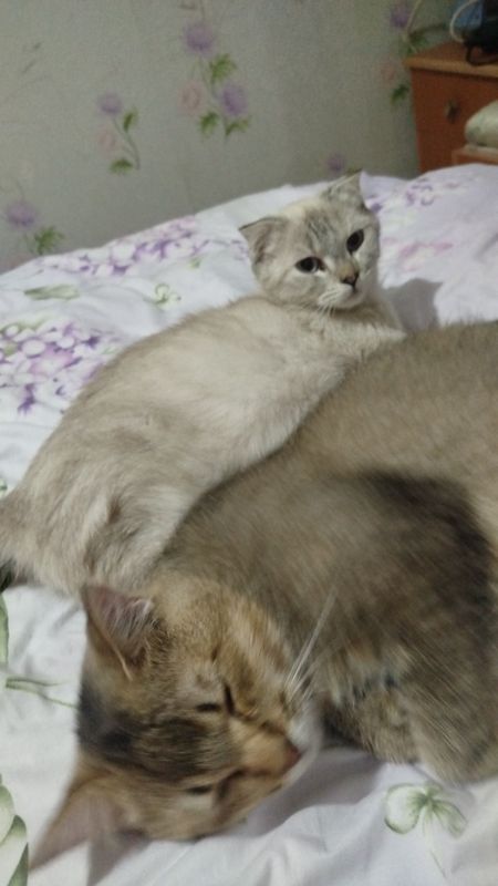 Продаю кошка и котёнкы Продаю кошка и котёнкы