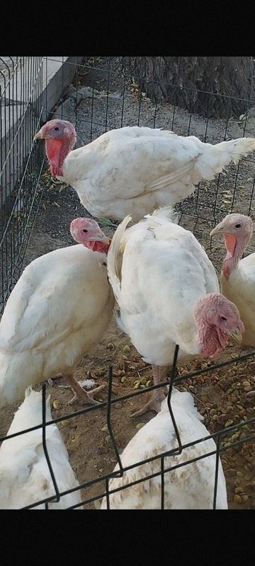 Big 6 kurkalari Fransya linyasi Big 6 kurkalari Fransya linyasi