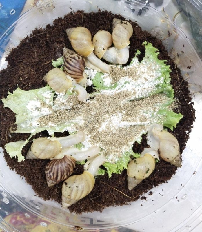Косметологические улитки ахатины, ulitka shilliqurt