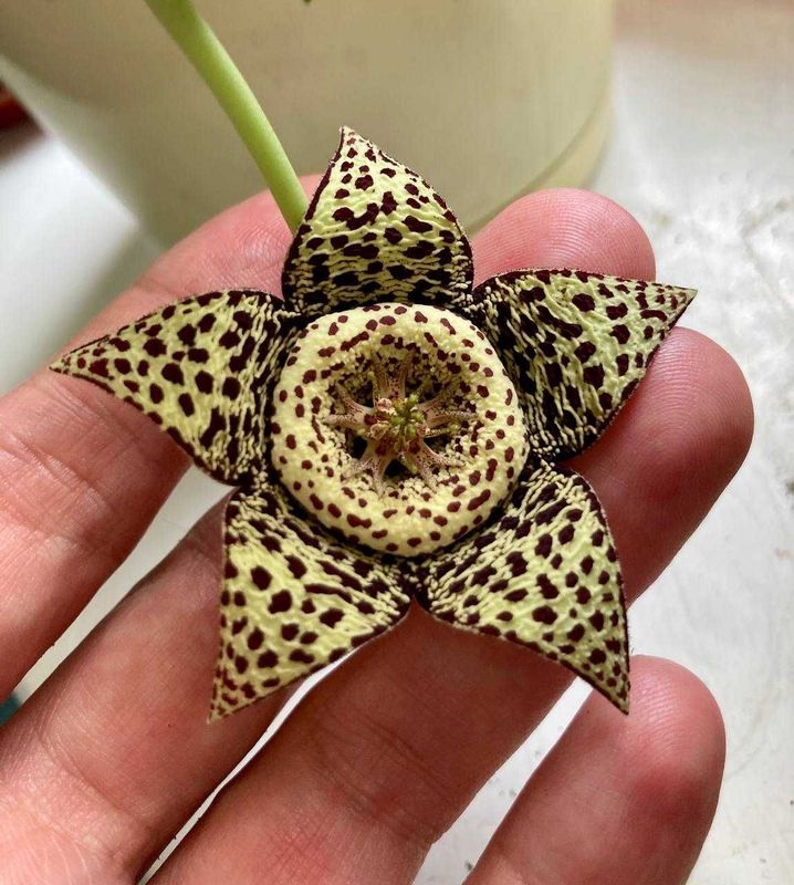 Редкий цветущий суккулент Orbea Variegated (орбея вариегатная) Редкий цветущий суккулент Orbea Variegated (орбея вариегатная)