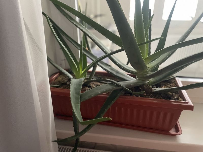 Aloe 550ming……….. Aloe 550ming………..