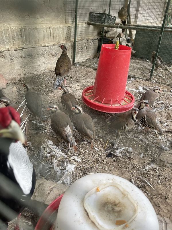 Eron kakliklar sotiladi. Eron kakliklar sotiladi.