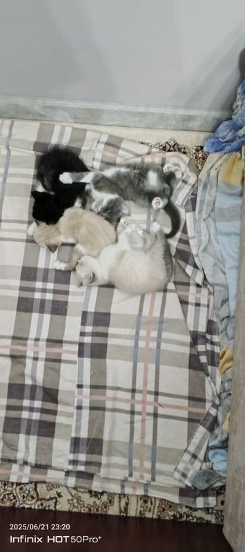 Скотиш фолд и страйт