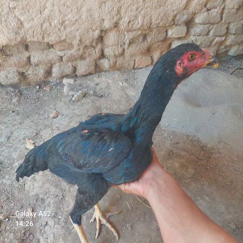 dakan mukuyonlar