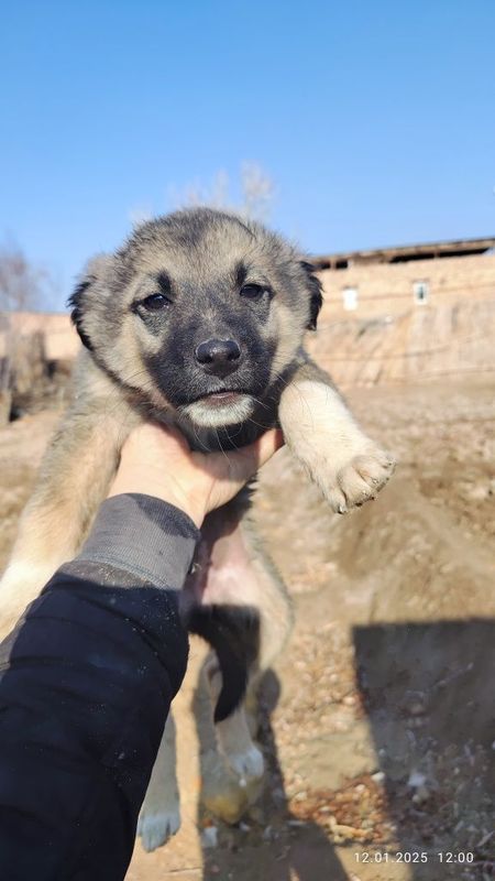 Щенки, күшіклер.