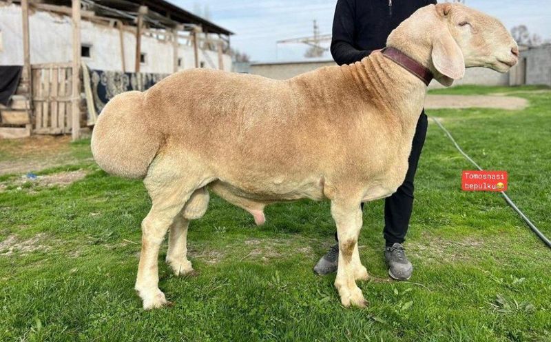 Куй кучкор 80000