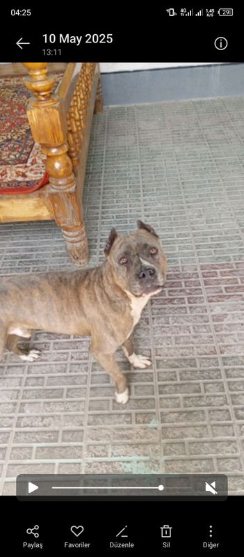 pitbull perat sotiladi 2 yosh kamanda bajaradi pitbull perat sotiladi 2 yosh kamanda bajaradi