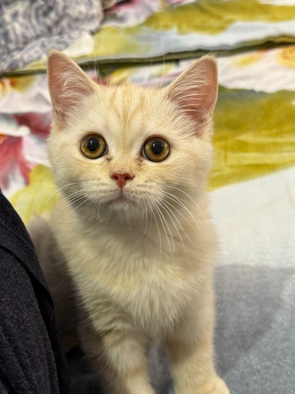 Котик скоттиш страйт Котик скоттиш страйт