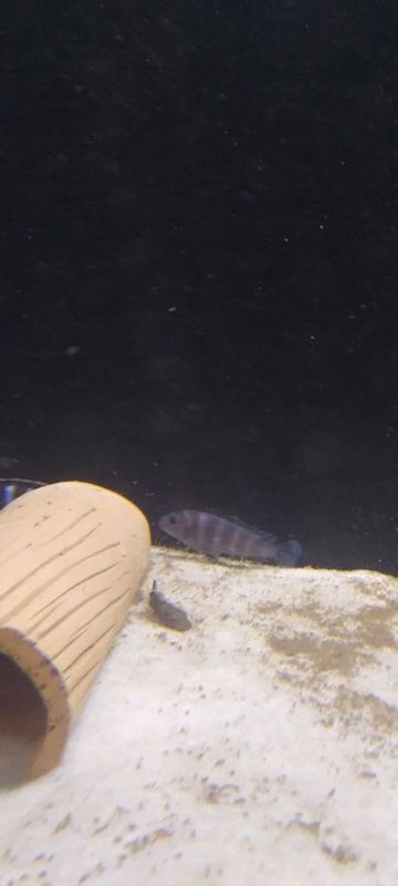 Demason baliqlari