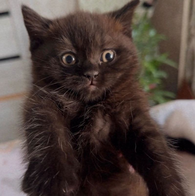 Котята скоттиш страйт Котята скоттиш страйт