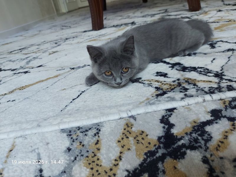 Котёнок Мушик продаётся