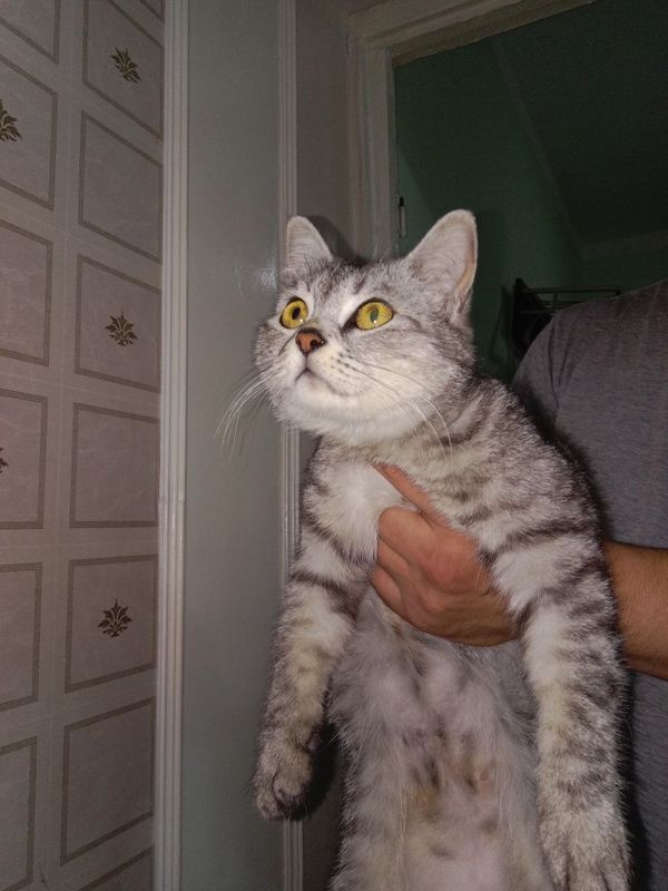 Кошечка в добрые руки