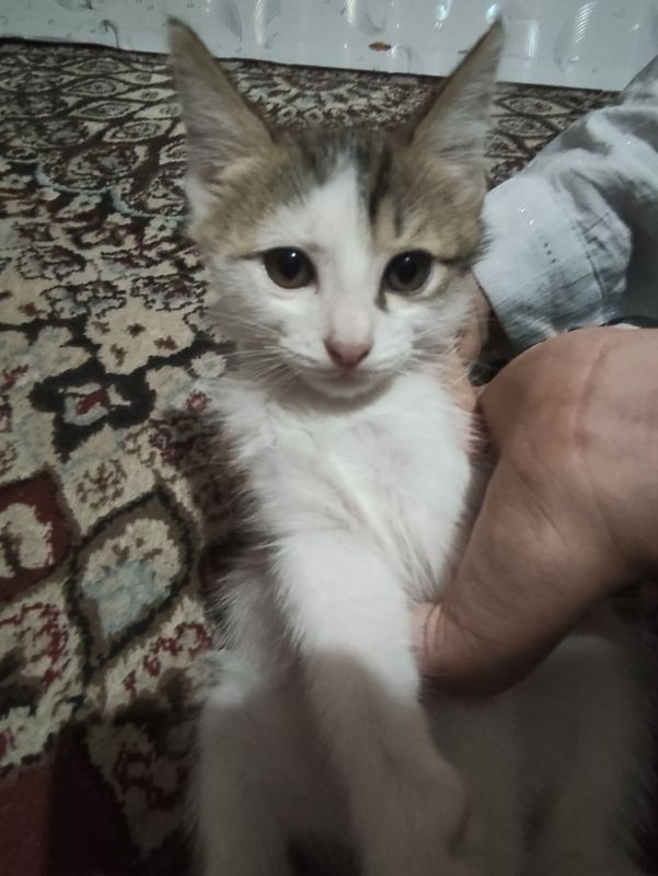 Mushuk hadyaga beriladi oʻgʻil 2oylik lotok biladi suxoy korm yeydi