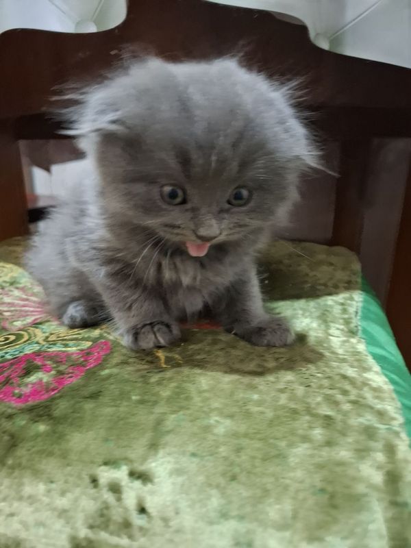 Котята продаётся срочно Котята продаётся срочно