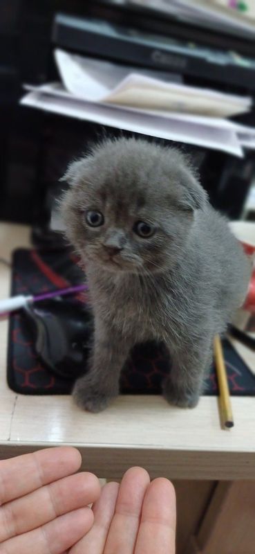 Фолд и страйт котята