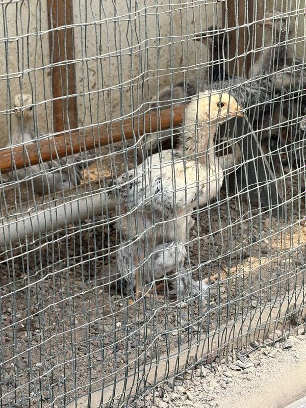 Birama damashni jojala Birama damashni jojala