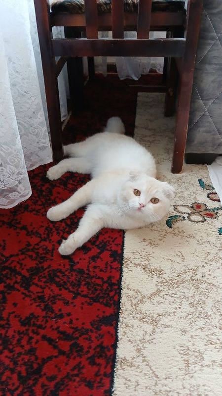 Mushuk sotiladi zotdor Mushuk sotiladi zotdor