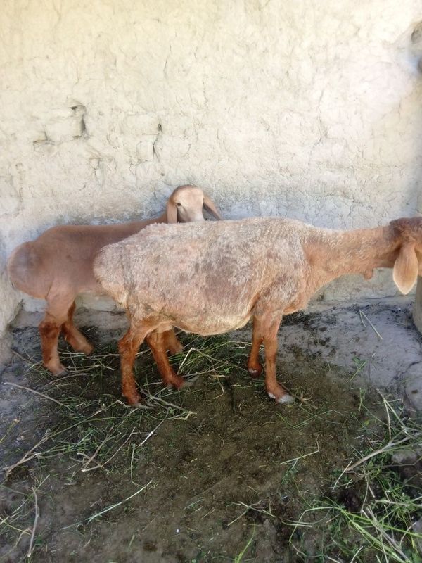 Она бола куй сотамиз Она бола куй сотамиз