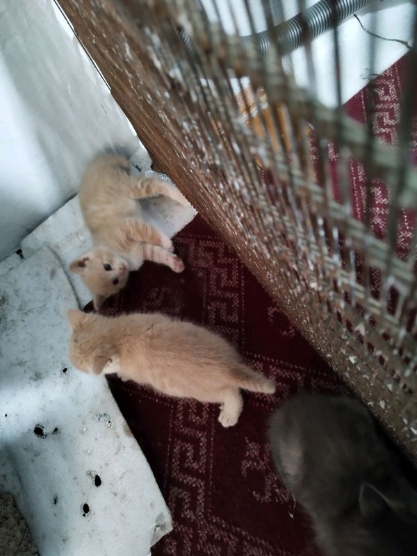 котята отдам в хорошие руки котята отдам в хорошие руки