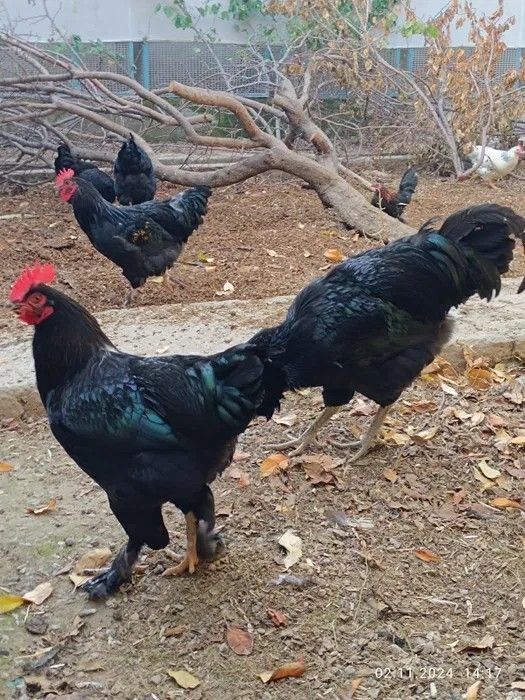 Xo'rozlar uyda boqilgan Xo'rozlar uyda boqilgan