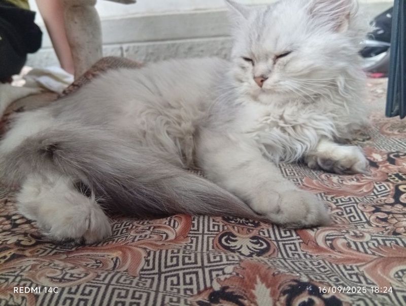 Mushuk 4oyli ___