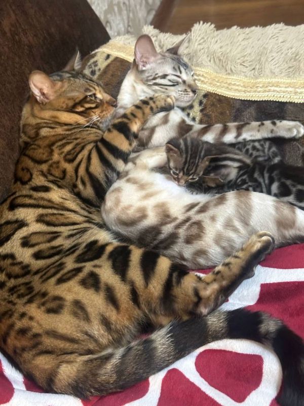 Бенгальские котята Бенгальские котята