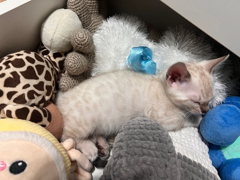 Бенгалы котята Бенгалы котята