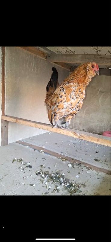 Antwerp Belgian Bantam tuhumlari sotiladi Antwerp Belgian Bantam tuhumlari sotiladi