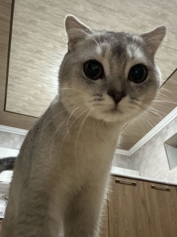 Шотланский кот шиншила