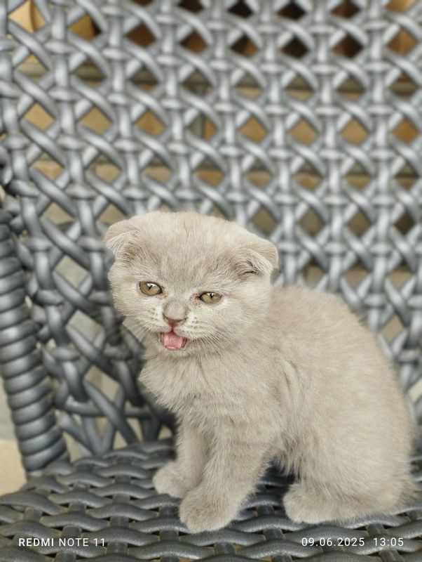 Scottish Fold mushuklari sotiladi! Scottish Fold mushuklari sotiladi!
