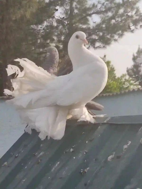 Kabutar pavlin jupi bilan