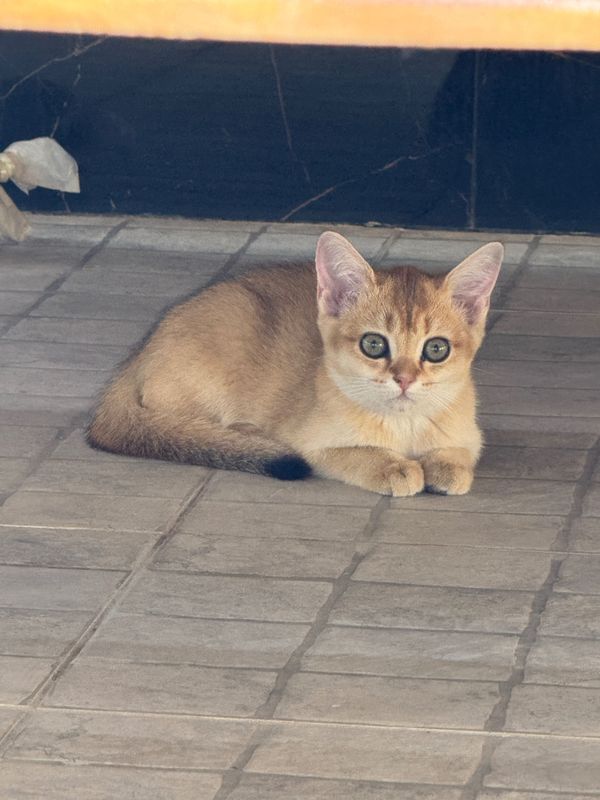 Продам котят, Золотистый шиншилла