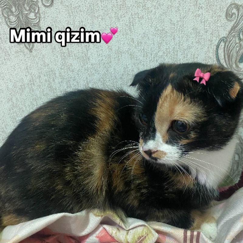 Qizcha sotiladi Qizcha sotiladi