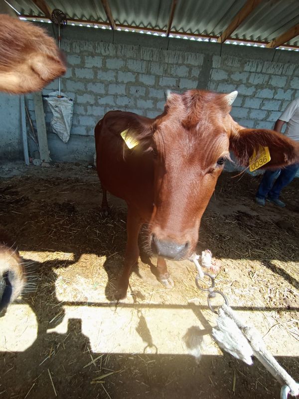 Eston paroda gunojin sotiladi Eston paroda gunojin sotiladi