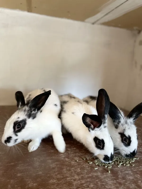 Sotuvmizda 3 ta quyon mavjud Sotuvmizda 3 ta quyon mavjud